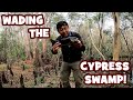 A surprising day in the cypress swamps of florida lifer alert
