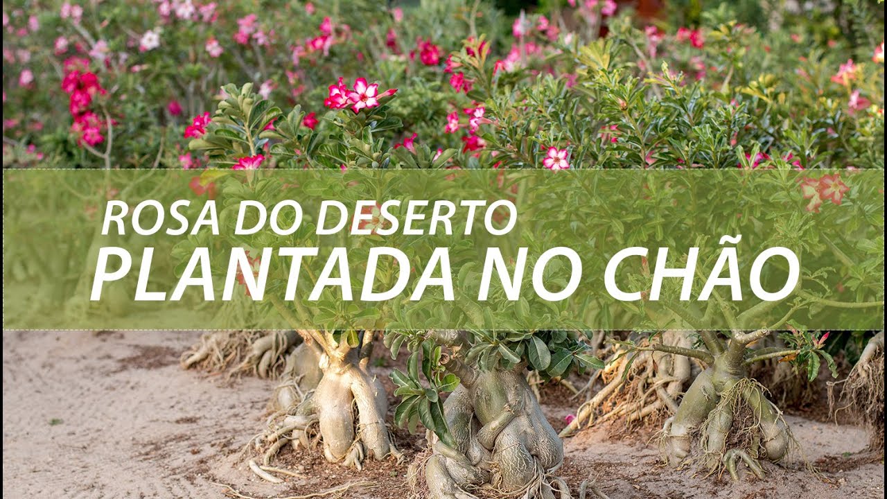ROSA DO DESERTO PLANTADA NO CHÃO, PODE OU NÃO PODE? - thptnganamst.edu.vn