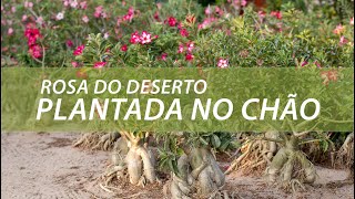 ROSA DO DESERTO PLANTADA NO CHÃO, PODE OU NÃO PODE? - thptnganamst.edu.vn