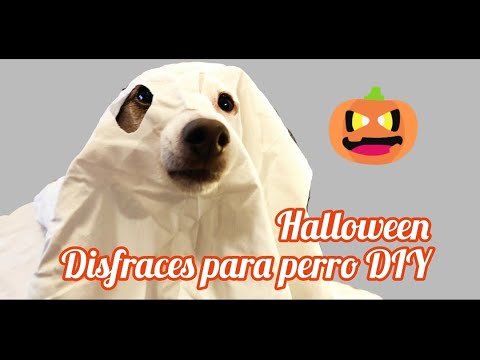 Video: Disfraz de perro de pavo silvestre DIY