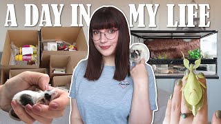A day in my life with my pets