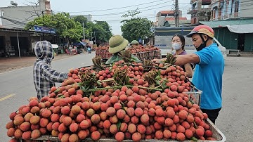 CHÍNH THỨC CHỢ VẢI THIỀU CUỐI VỤ HÔM NAY TẠI TÂN HOA VẮNG RA ÍT VẢI