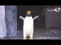 旭山動物園 切ないジェンツーペンギン37番-Gentoo Penguin
