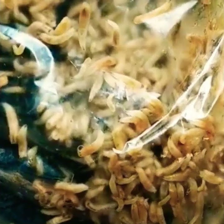 Video belatung viral tiktok