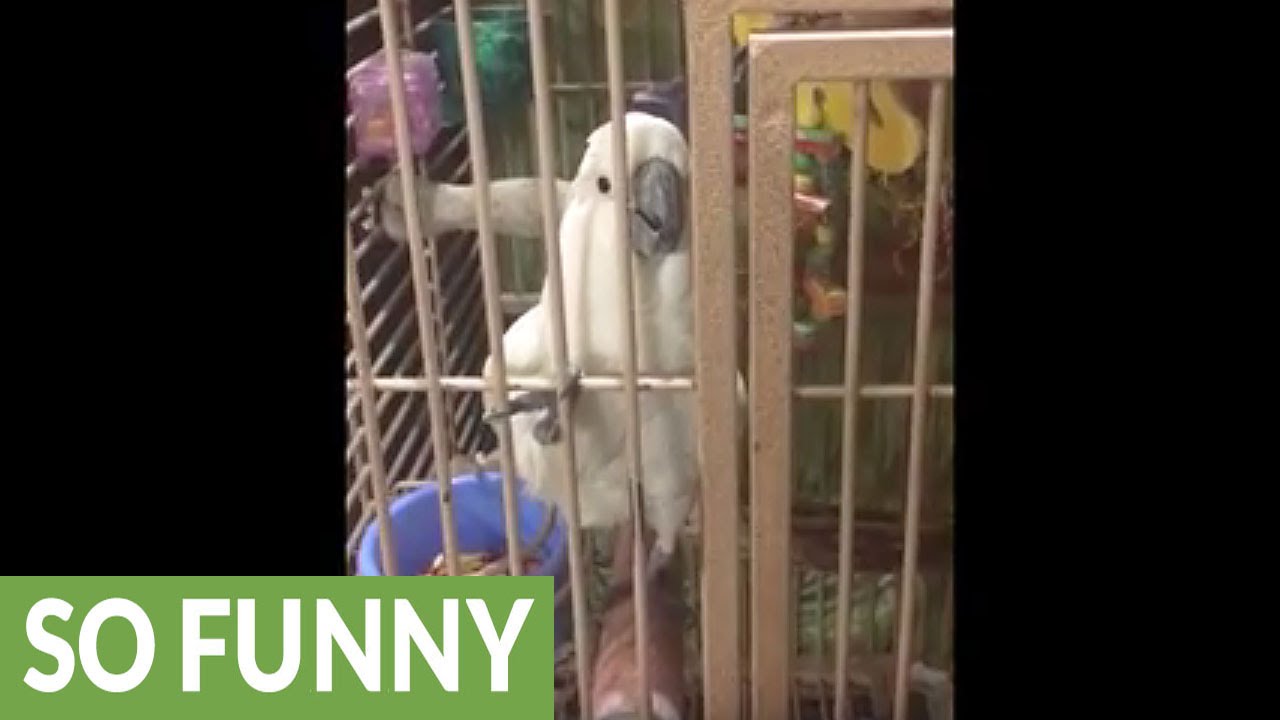 Jealous Cockatoo interrupts conversation on purpose YouTube