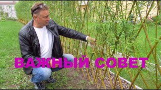 видео: ПАВИВА .Посадка изгороди из ивы у заказчиков. Советы нашим заказчикам. Видео с разных участков. картинка: ПАВИВА .Посадка изгороди из ивы у заказчиков. Советы нашим заказчикам. Видео с разных участков.
