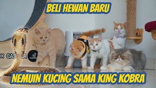 KUCING KUCING LANGSUNG SIAGA KEDATANGAN ULAR KOBRA