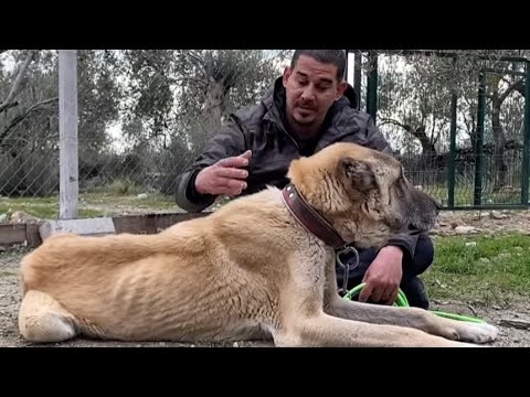 YAPTIĞIM HATALARIN BEDELİ AĞIR OLDU ! DOĞRU KANGAL NASIL ÜRETİLİR ?