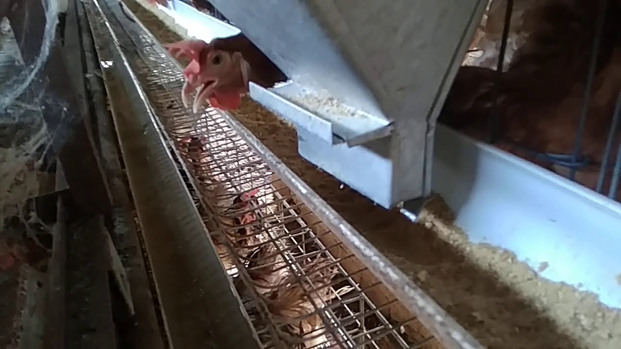 Dorongan atau wadah pakan ayam modern