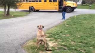 Dog Guard Out of Sight Fencing Sucess Story, Hudson Valley NY