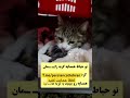اگه خودت چهار پنج ساعت گشنه بشی به قدری عصبانی میشی که نمیخای با هیچکس صحبت کنی حمایت از حیوانات 