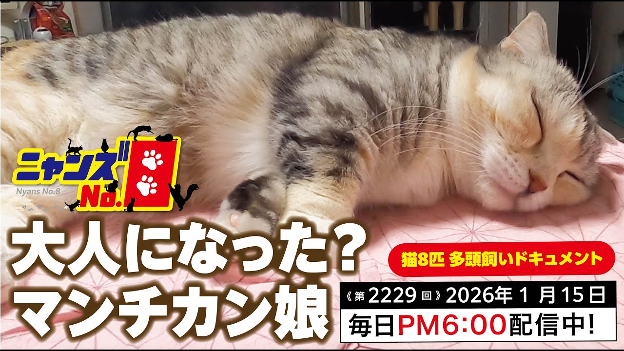 《第2229回》大人になった？マンチカン娘