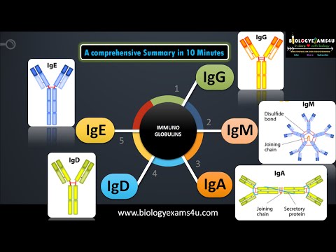 5 classes of Immunoglobulins|| Structure and their functions