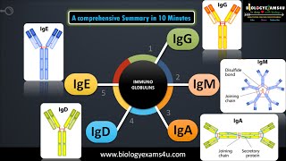 5 classes of Immunoglobulins|| Structure and their functions