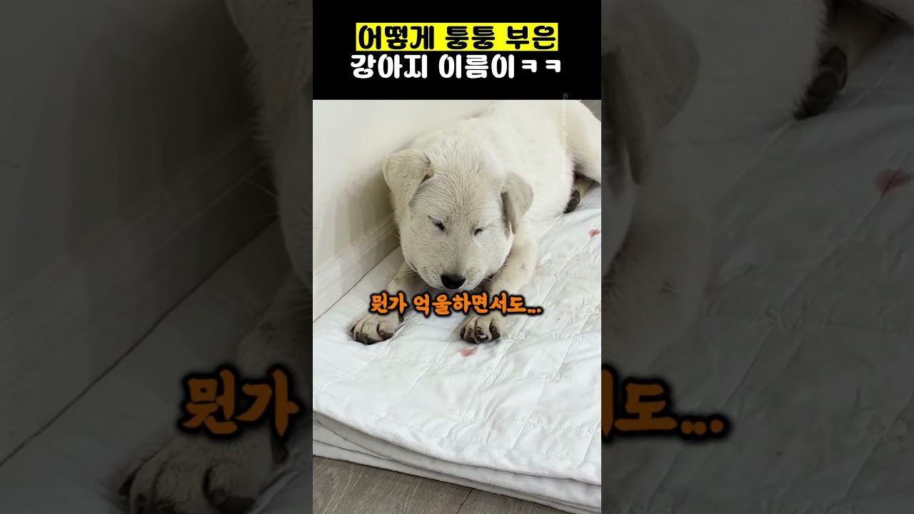 어떻게 퉁퉁 부은 강아지 이름이ㅋㅋ