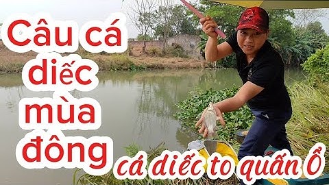 Tập 2| Câu Đài| Học Câu cá diếc mùa đông|Cá diếc to quấn Ổ| Vũ chỉnh Fihsing#fishing #cauca