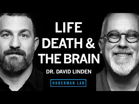 Dr. David Linden: Life, Death & the Neuroscience of Your Unique Experience | Huberman Lab Podcast