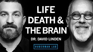 Dr. David Linden: Life, Death & the Neuroscience of Your Unique Experience | Huberman Lab Podcast
