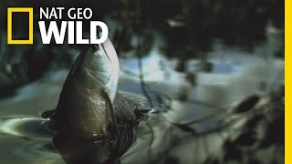Download Lagu Flying Fish | Brazil MP3 Download Lagu Flying Fish | Brazil MP3