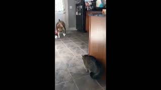 Funny Dogs 071 #shorts by PetPalsTV453 72 views 11 months ago 56 seconds