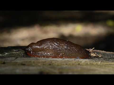 #65 Slak met geluid, exclusief! (Snail with sound, very exclusive)