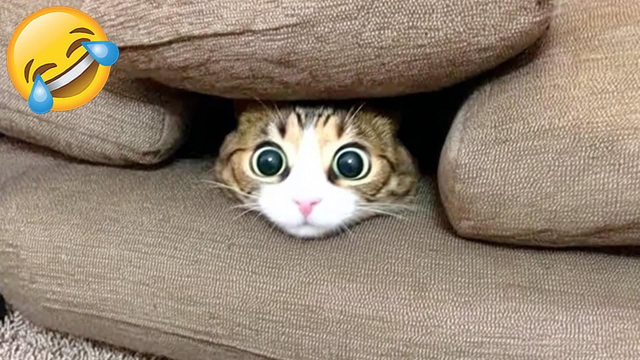 Katzen Und Hunde Zeigen Ihre Witzige Seite 😂 | Versuch Nicht Zu Lachen