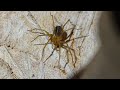 Conociendo a la araña de rincón (Loxosceles laeta)