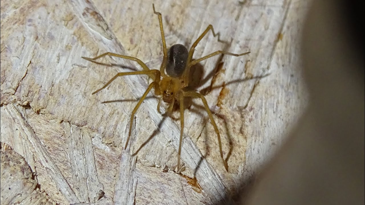 Conociendo a la araña de rincón (Loxosceles laeta) - YouTube