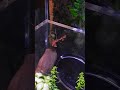 Daily life of ghost mantis