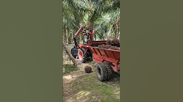 wow! This is a rare scene! The process of harvesting palm fruit!