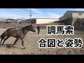 調馬索の合図と姿勢についての説明【乗馬・馬術】【HorseCommunicationJapan】
