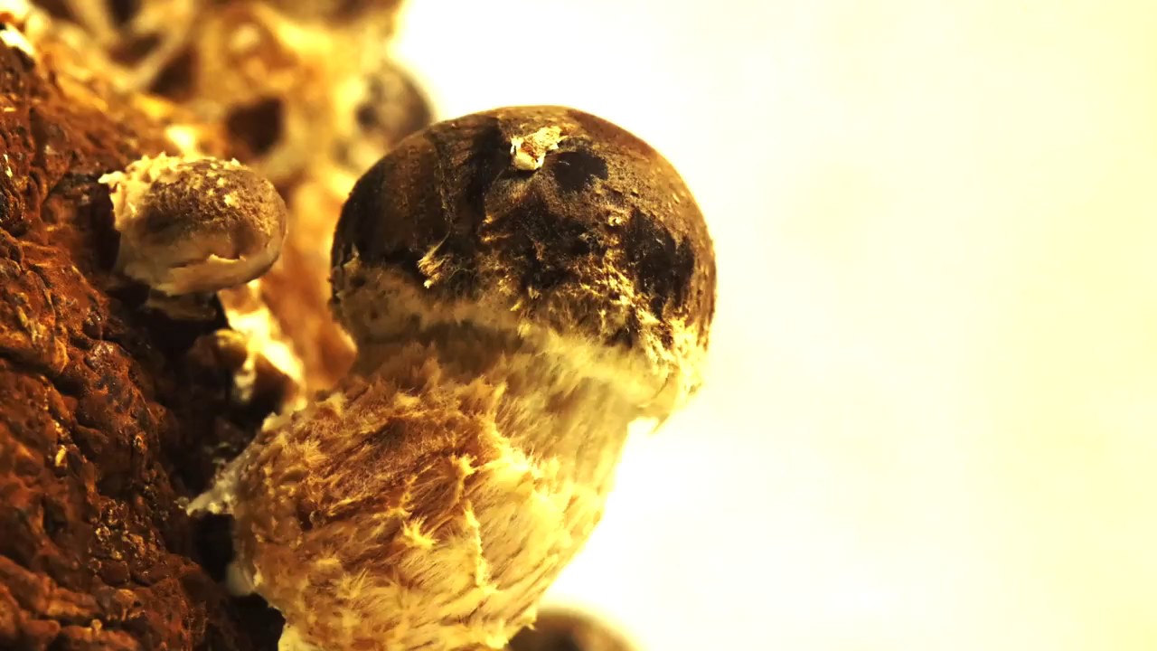 Shiitake Mushroom Timelapse YouTube