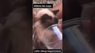 Dökme Lan Suyu Komi̇k Vi̇deolar Şankediler