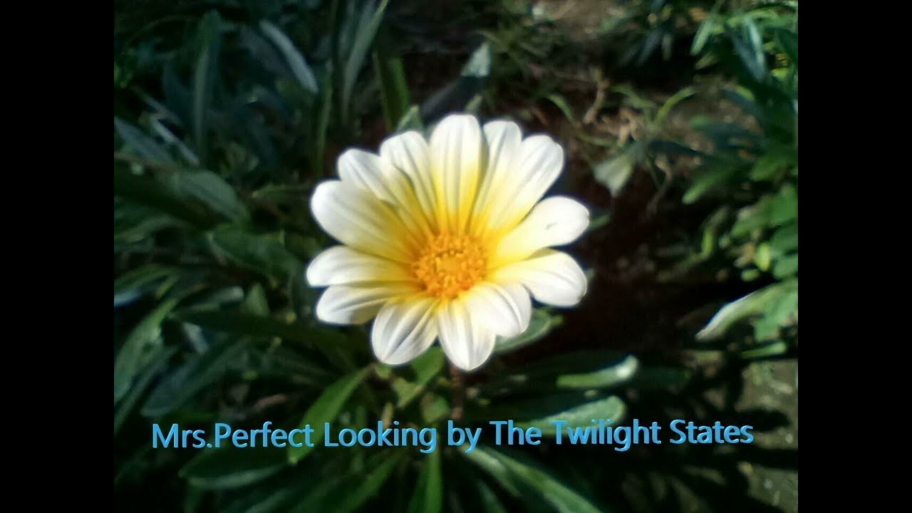 Mrs.Perfect Looking by The Twilight States YouTube