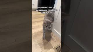 Hims came right to me 🥰 #cutecat #cat #catvideos #funnycats @sewmyeyes91 Hims came right to me 🥰 #cutecat #cat #catvideos #funnycats @sewmyeyes91