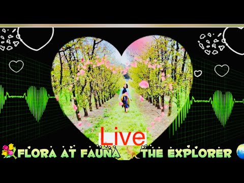 Video: Ano Ang Flora At Fauna