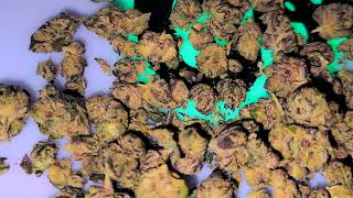 The Marathon Collective Presents Purple Lime Gelato Smalls Half Oz