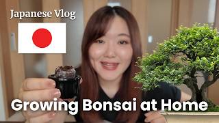 Growing a Japanese Bonsai at Home | Japanese Vlog | Japanese Listening Practice
