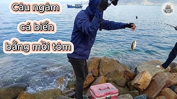 Câu ngâm cá biển bằng mồi tôm, câu cá biển tự nhiên, đường quốc phòng ninh thuận