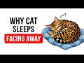 If Your Cat Sleeps Facing Away From You, It Means This | Feline Secrets