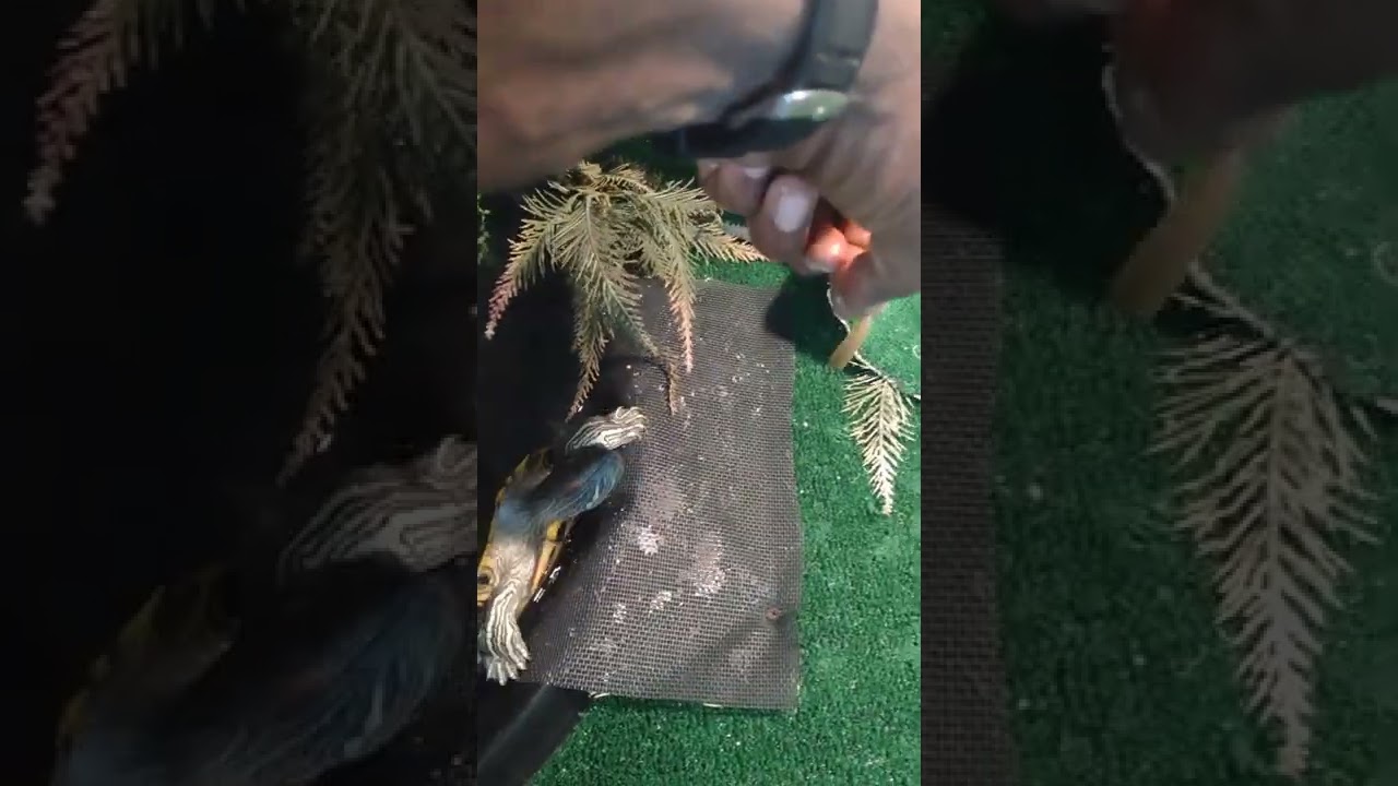 Red eared sliders feeding on live fish ‼️🐟