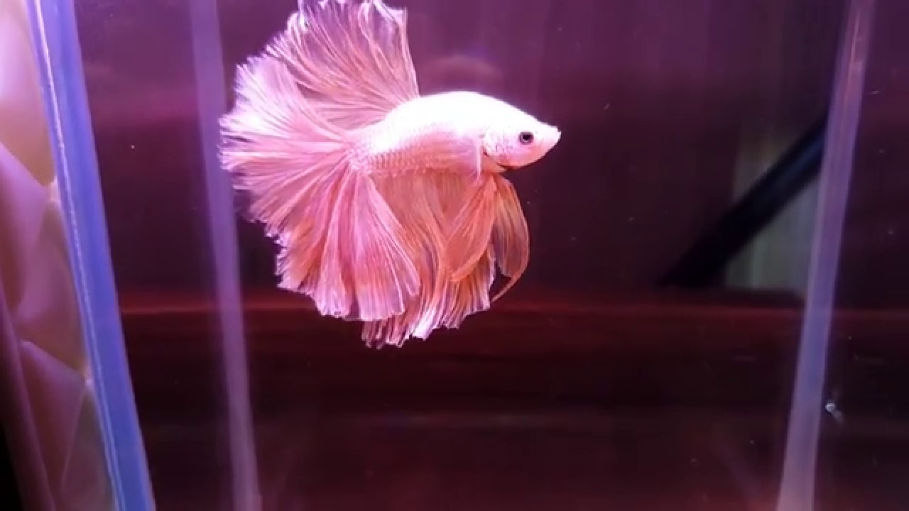 Halfmoon Betta Fish 鬥魚溶鰭終於好很多了 Youtube