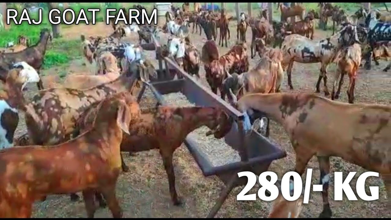 Pregnant Sirohi Goat’s At Raj Goat Farm - YouTube