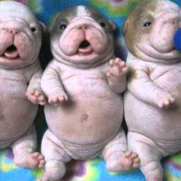 cute fat animals