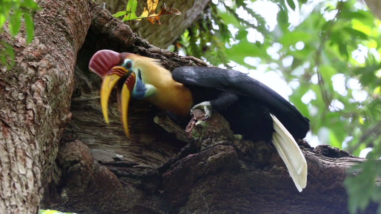Sulawesi Red Knobbed Hornbill 