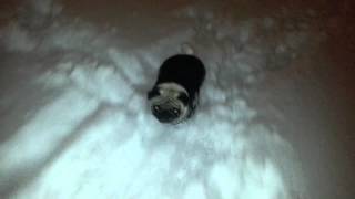 Oliver -  pug and Snow III