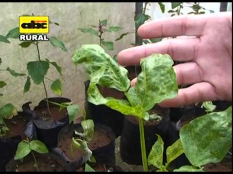 Video: Enfermedades del sésamo: manejo de plantas enfermas de sésamo en el jardín