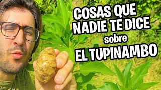 Things You May Not Know About The Journey Pineapple And Growing It In A Mediterranean Climate