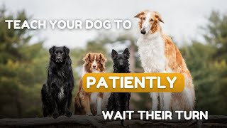 Teach Your Dogs To Wait Their Turn by SpiritDog Training 3,285 views 5 months ago 9 minutes, 45 seconds