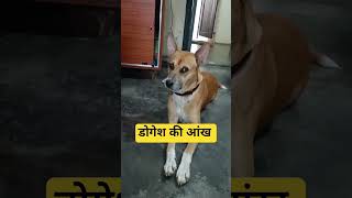 #petsandanimals #dogs